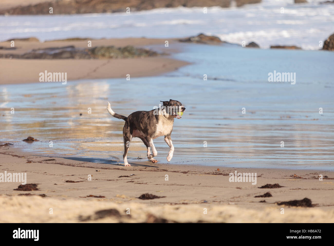 American Staffordshire terrier cane Foto Stock