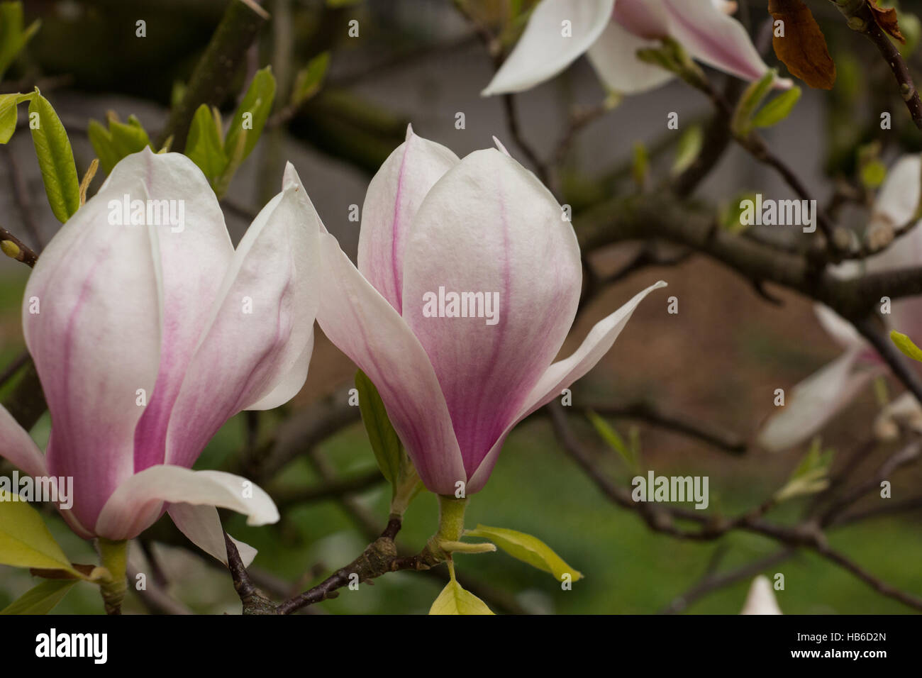 magnolia piattino Foto Stock