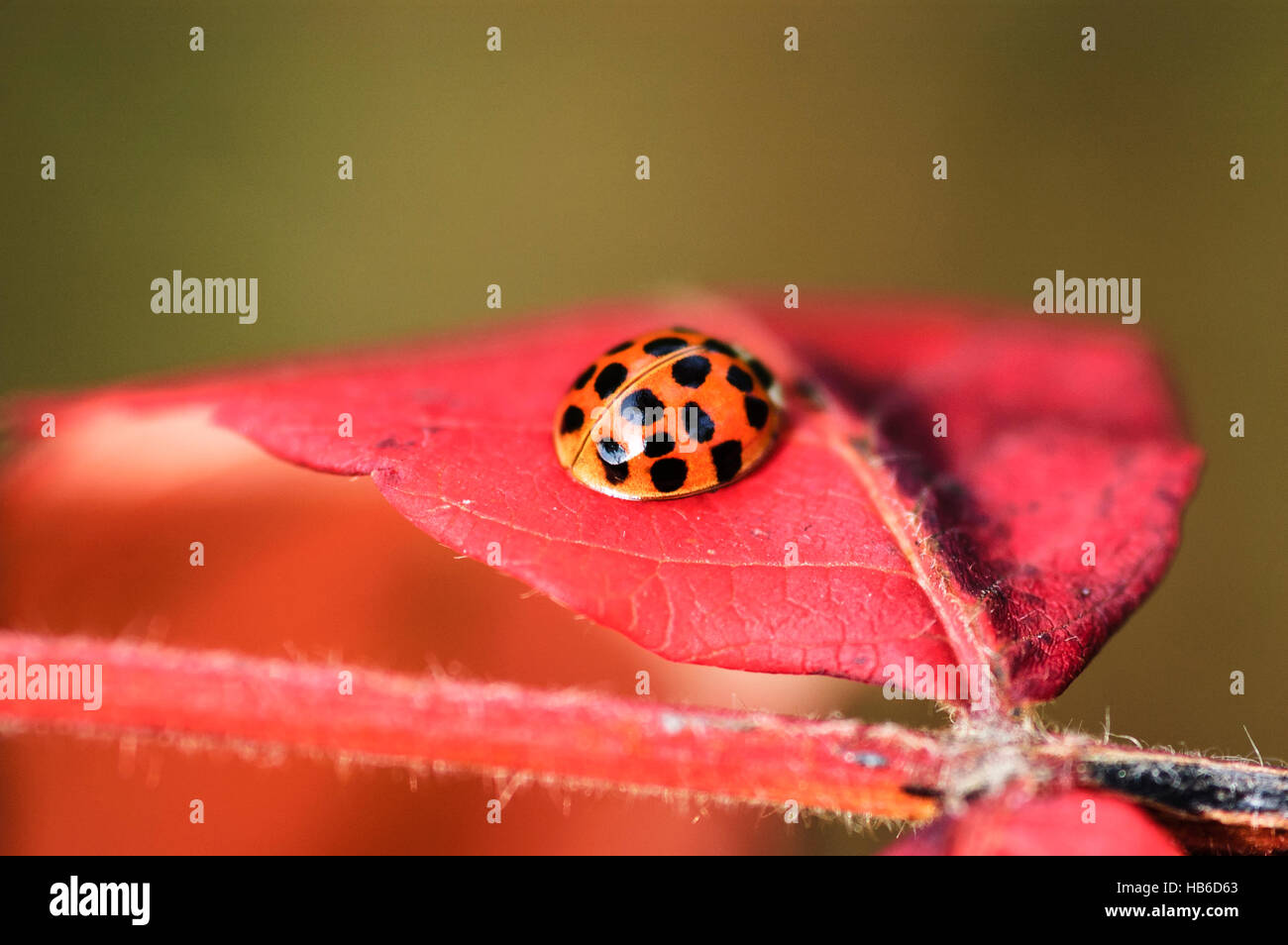 Una coccinella / ladybug (Harmonia axyridis) si appoggia su una foglia rossa di Sommacco maggiore (Rhus typhina). Foto Stock