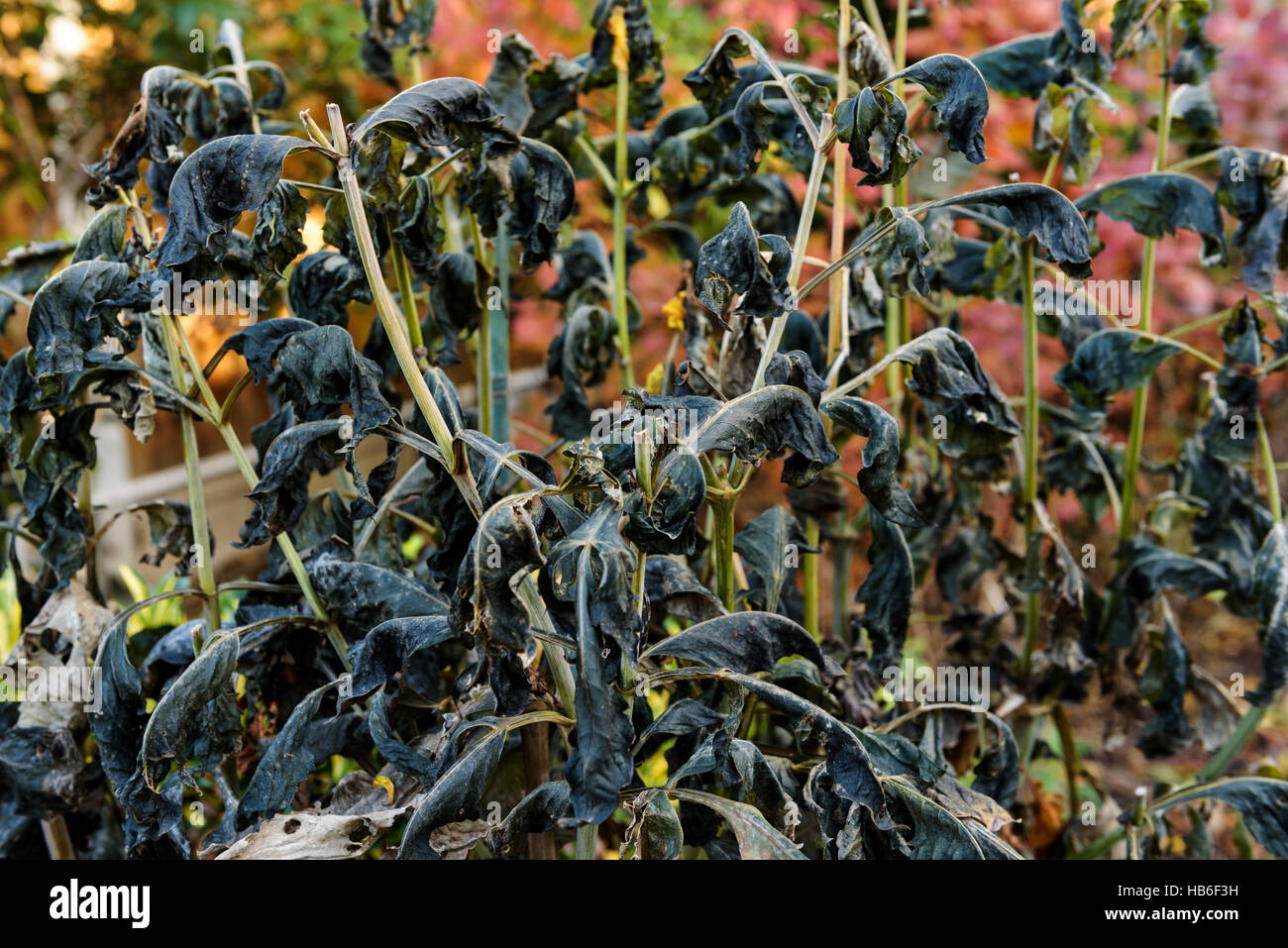 Annerito le foglie di una pianta di Dahlia dopo il primo gelo. Foto Stock