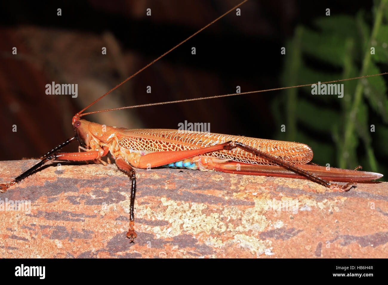 Locust su un log. Foresta nel Papua occidentale, in Indonesia Foto Stock