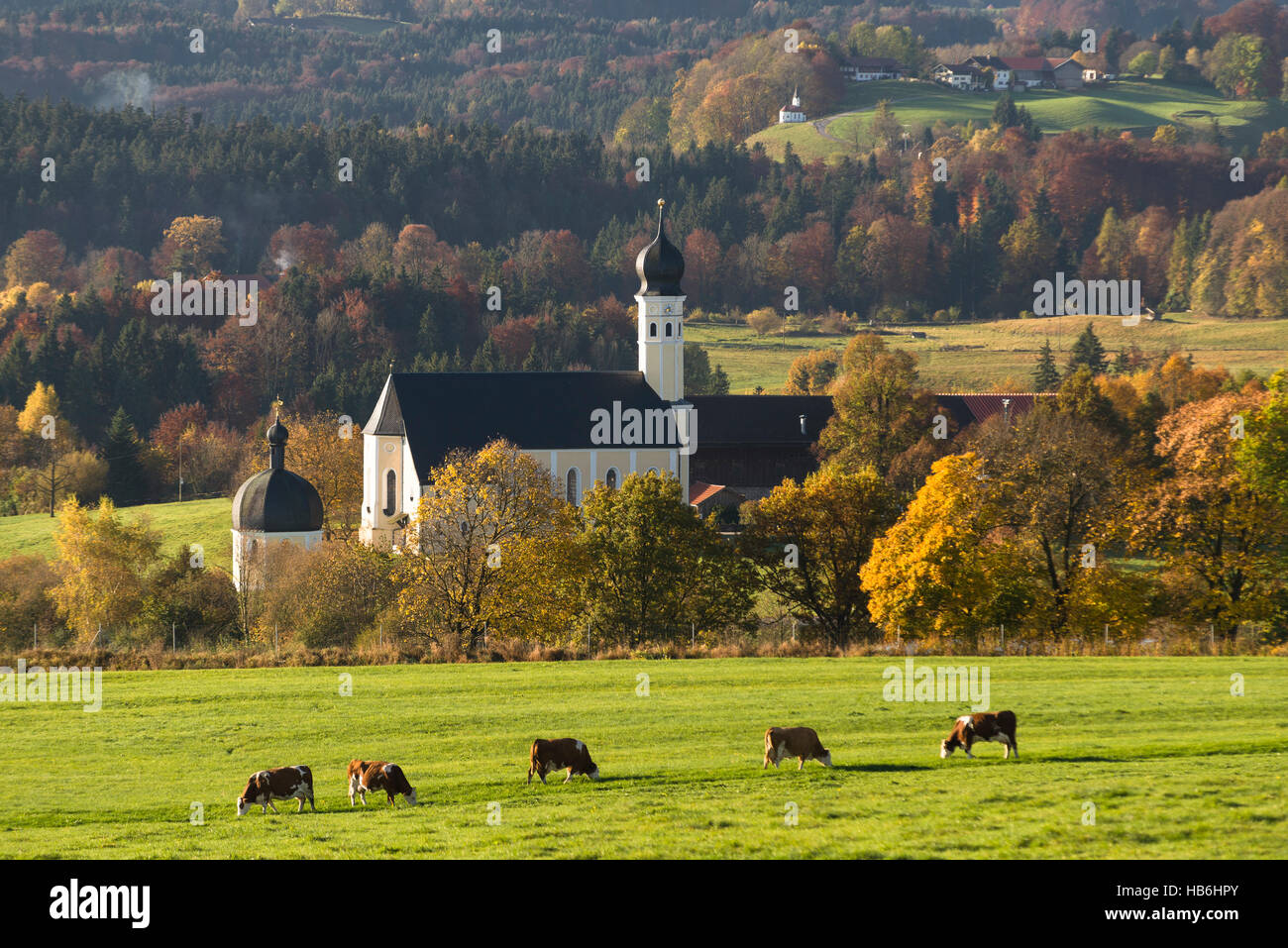 Il Wilparting barocca chiesa di pellegrinaggio nei pressi del Monte Irschenberg con colorati di foreste e pascoli in autunno al sole del mattino, Germania Foto Stock