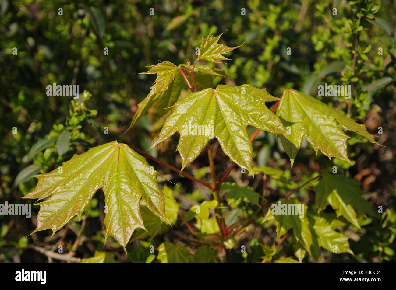 Acer platanoides, Norvegia acero, foglie giovani Foto Stock