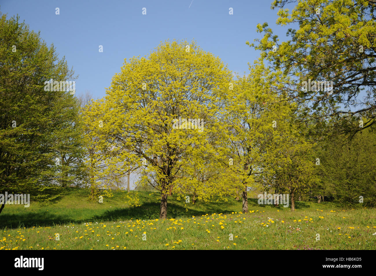Acer platanoides, Spitzahorn, Norvegia maple Foto Stock