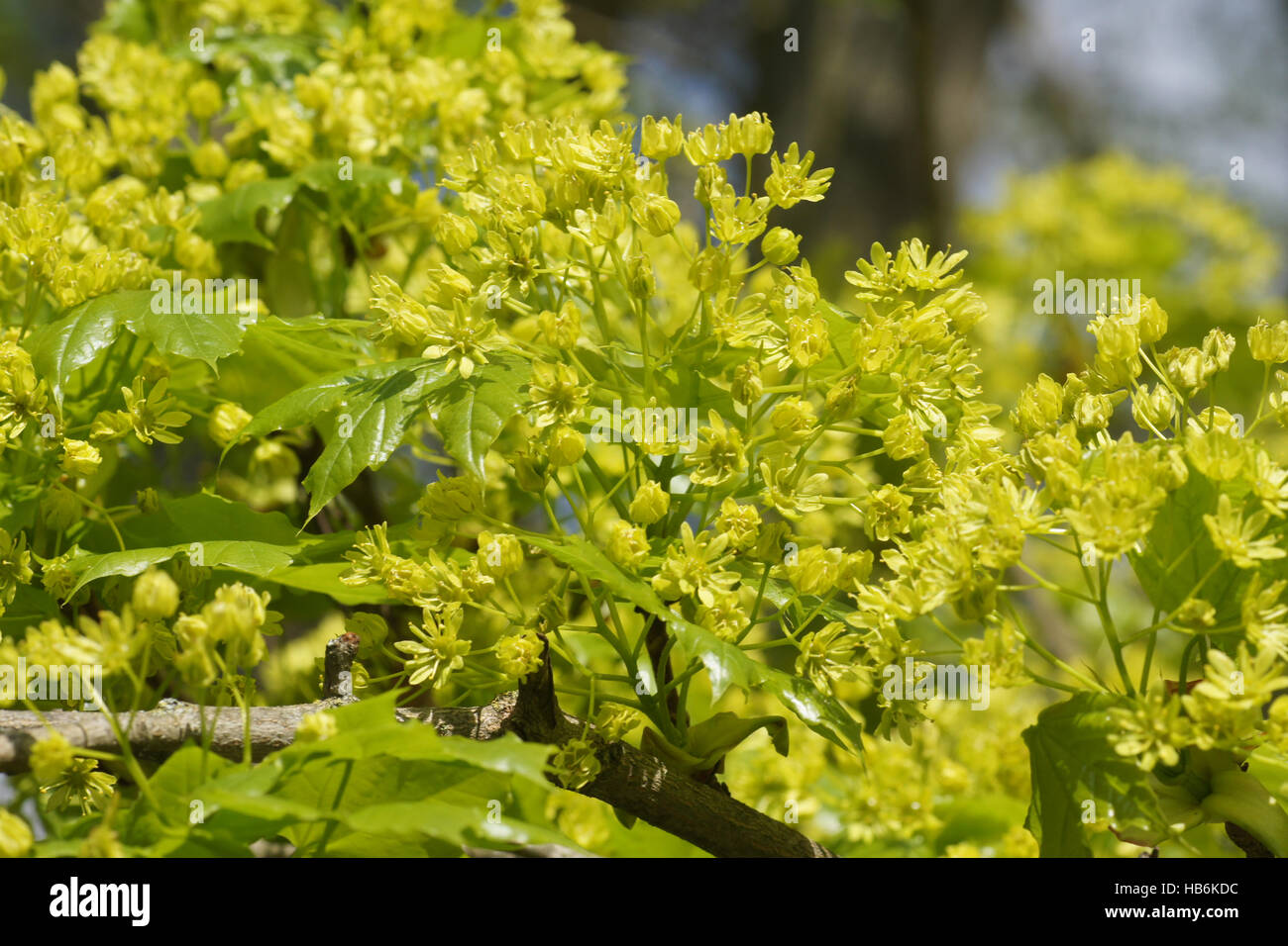 Acer platanoides, Norvegia maple Foto Stock