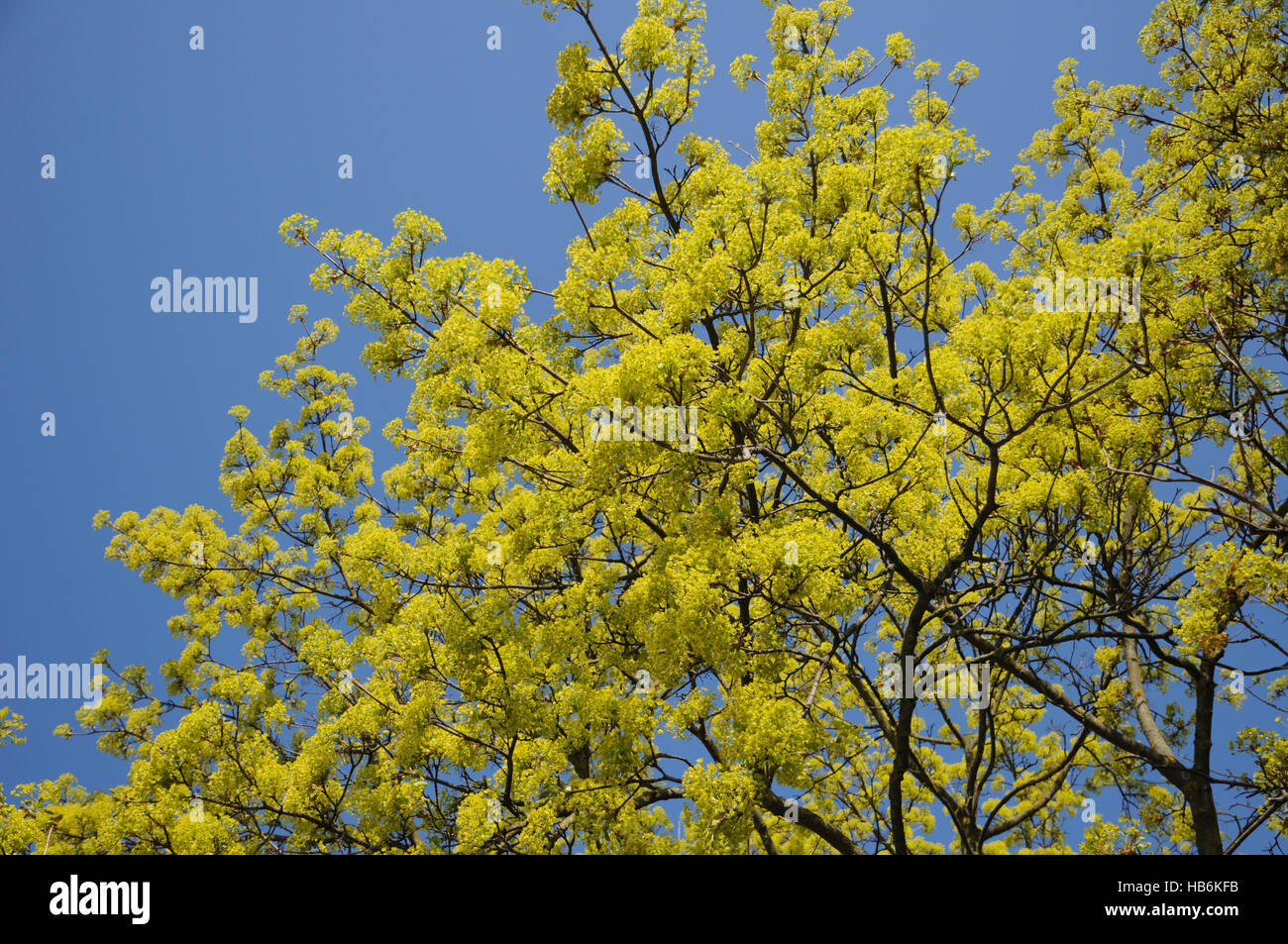 Acer platanoides, Norvegia maple Foto Stock