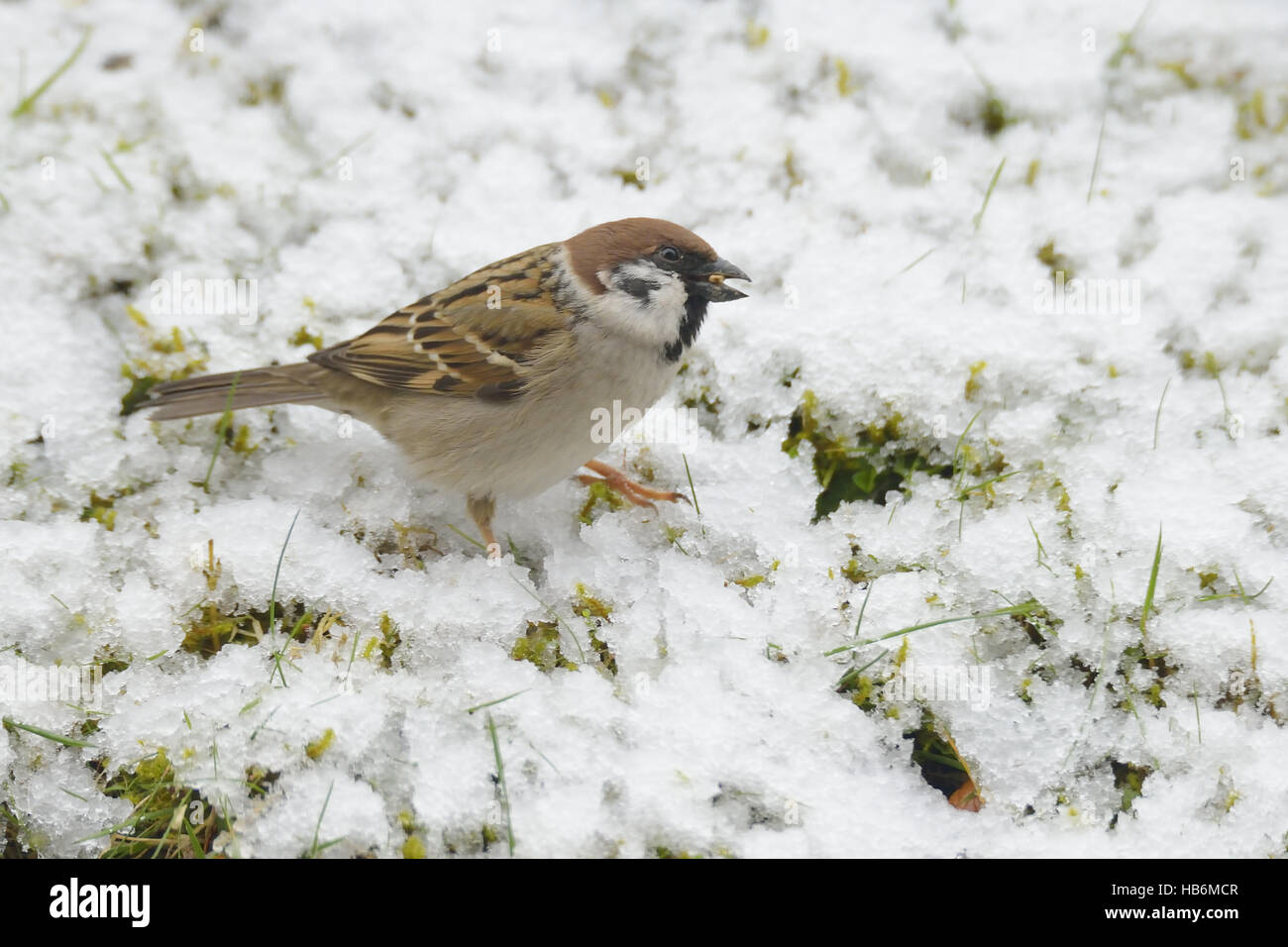 Eurasian Tree Sparrow Foto Stock