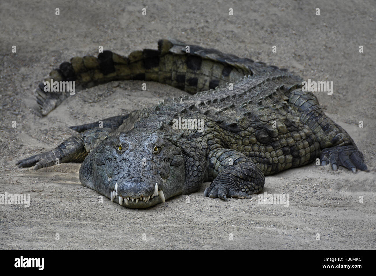 Big Croc Foto Stock