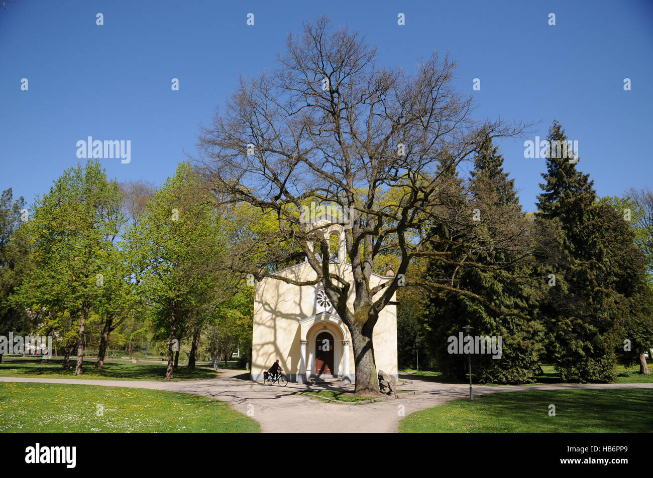 Quercus robur, quercia tedesca Foto Stock