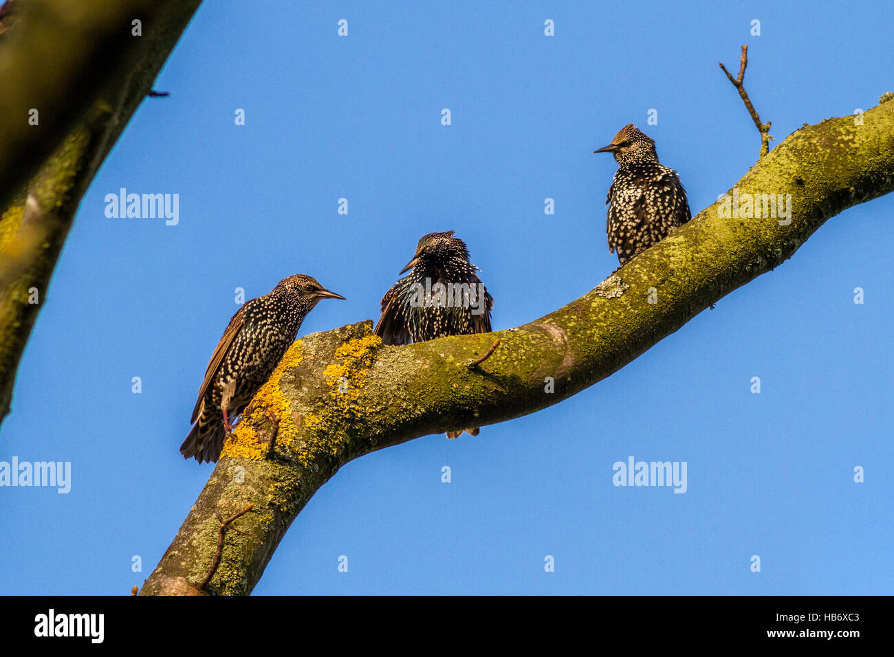 Tre storni (sturnus vulgaris) nella loro screziato piumaggio invernale appollaiato su un ramo sotto il sole nello Yorkshire, Regno Unito Foto Stock