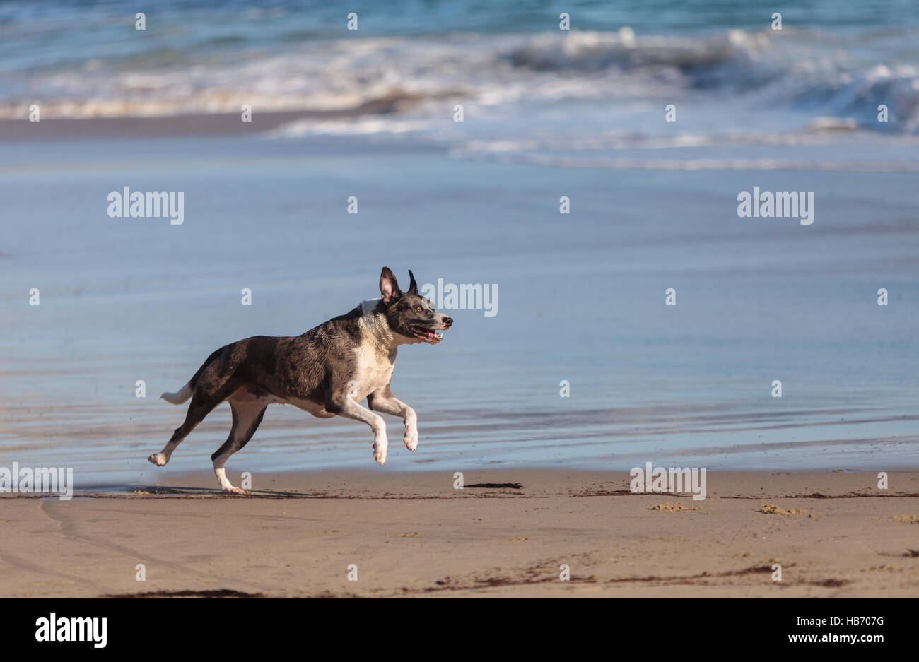 American Staffordshire terrier cane Foto Stock