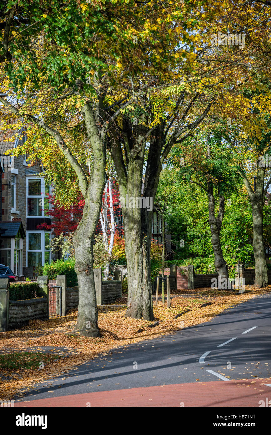 Viale alberato in Sheffield Foto Stock