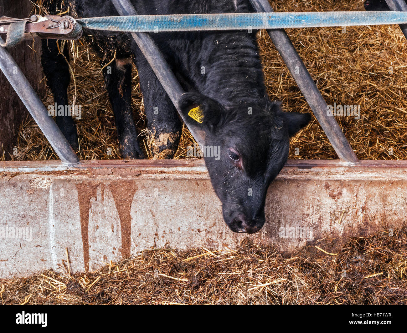 Vitello e giovenca Allevamento in Aprire fienili, Derbyshire Foto Stock