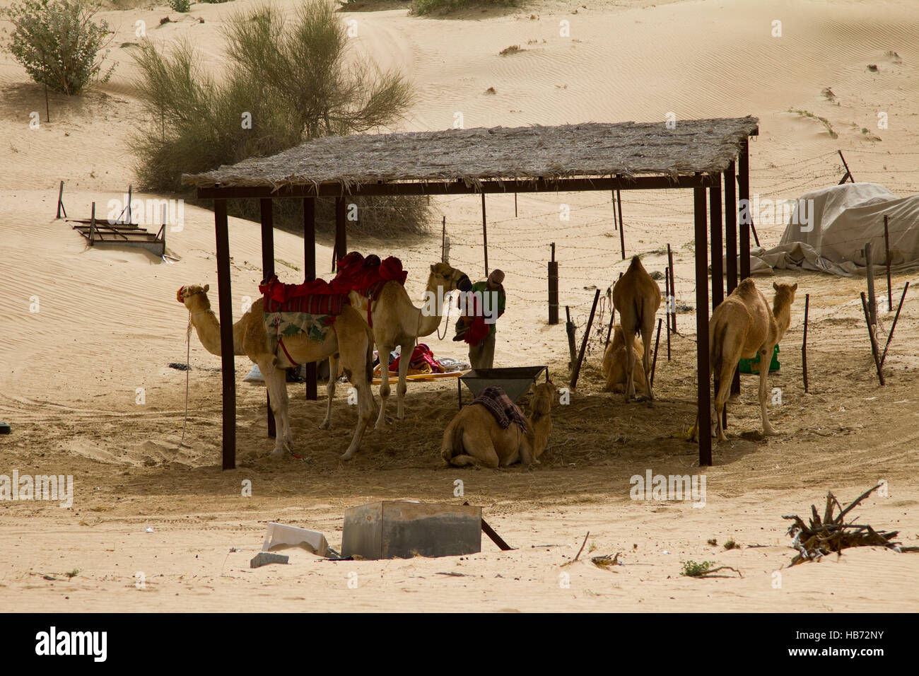Un gruppo di cammelli e un gestore accanto a un safari camp in Dubai, UAE. Foto Stock