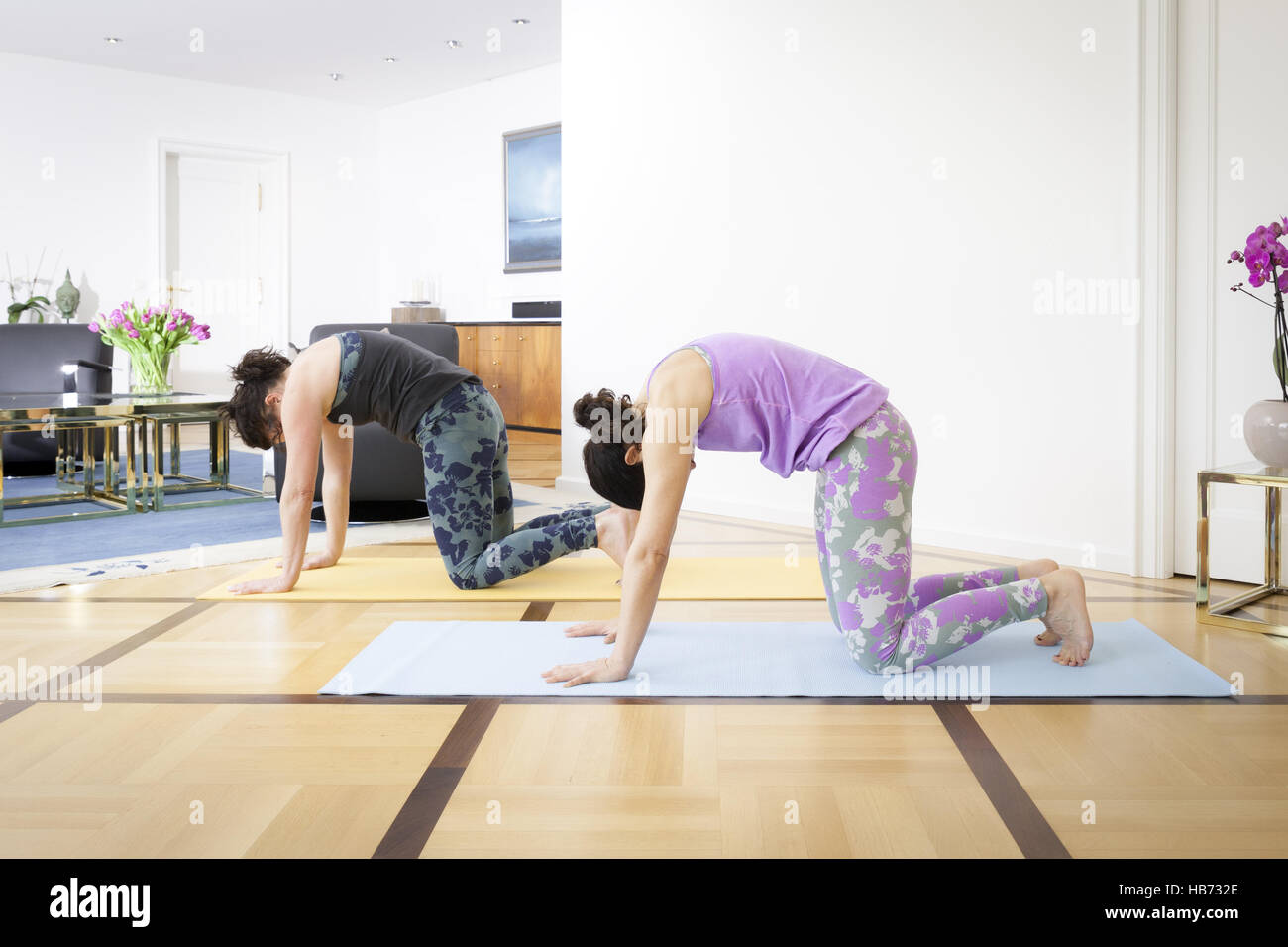 Due donne a fare yoga a casa cat pongono Foto Stock