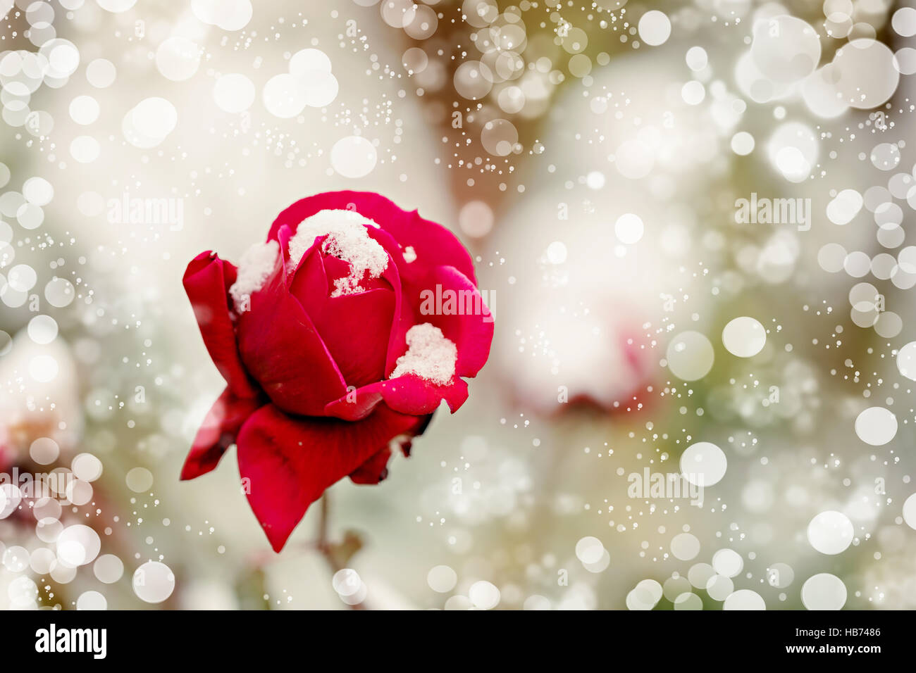 Red Rose in snow closeup. Messa a fuoco selettiva. Foto Stock