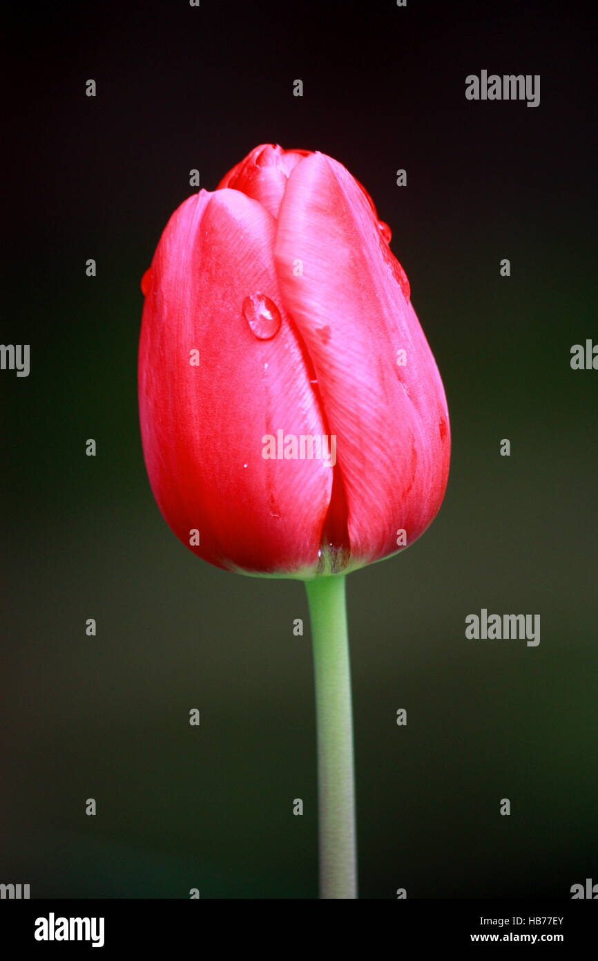 I tulipani bud, rosso, ovale Foto Stock