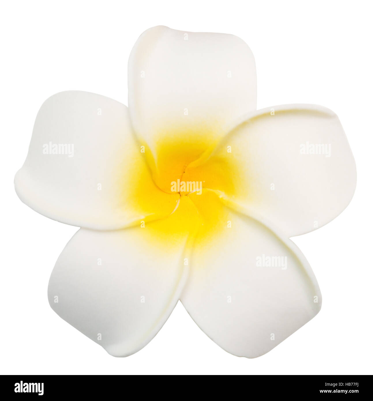 Bianco fiore di frangipani Foto Stock