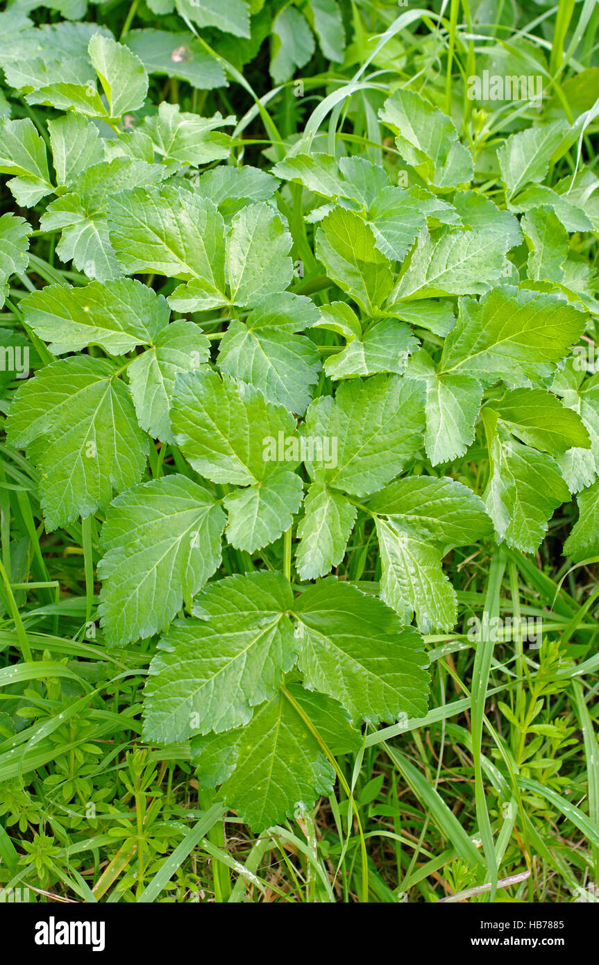Questa è la pianta selvatica Aegopodium podagraria, Terra sambuco o Goutweed, dalla famiglia Apiaceae Foto Stock