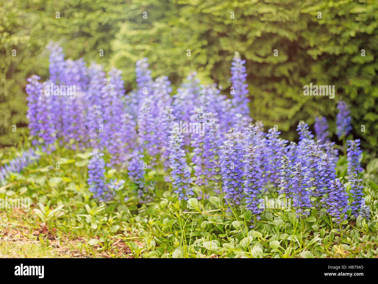 Letto di selvatici fiori blu in condizioni di luce intensa Foto Stock