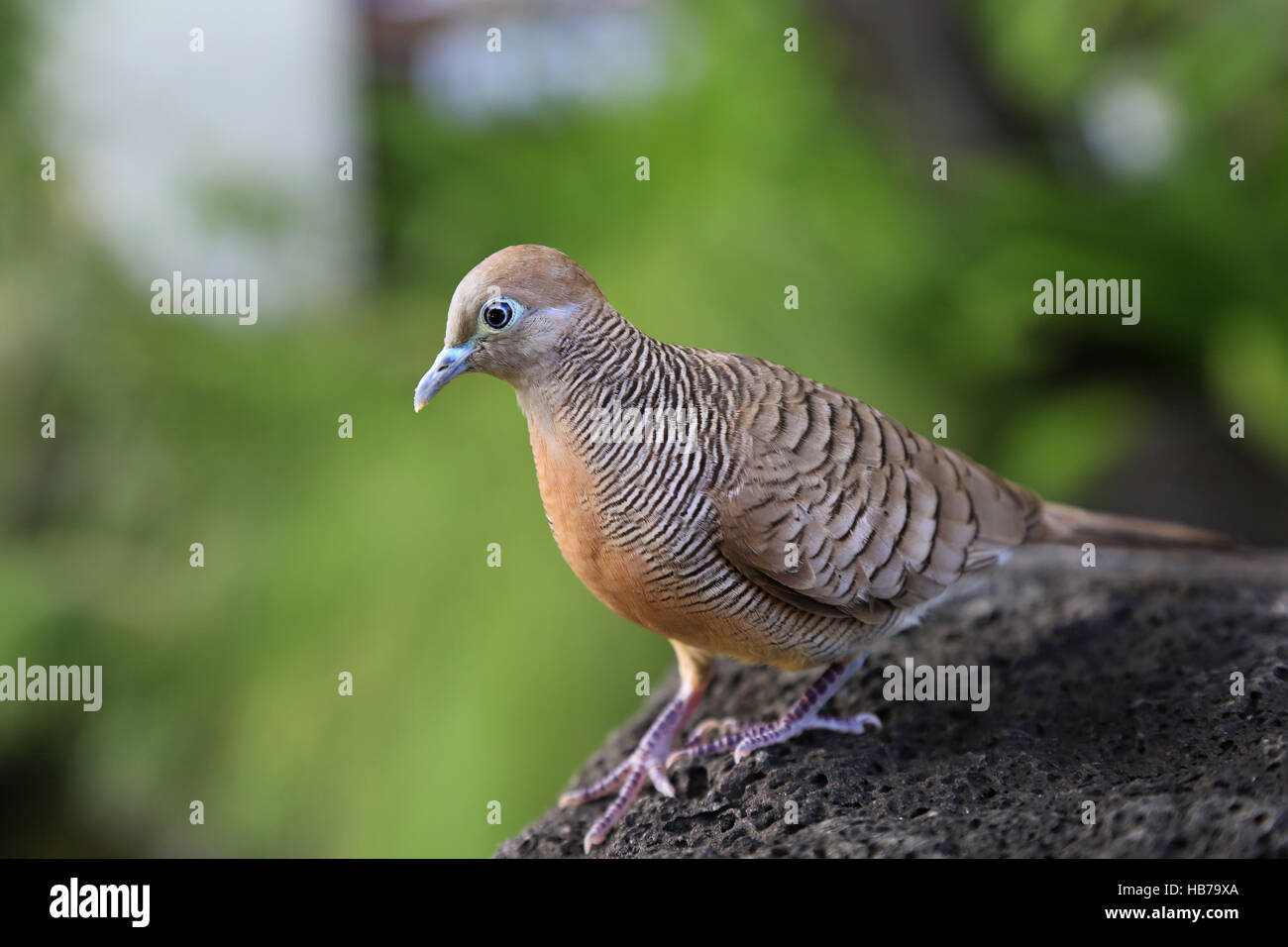 Geopelia striata, banditi colomba di massa Foto Stock