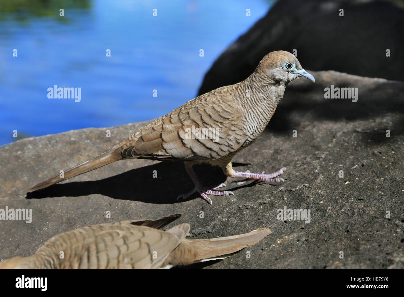 Geopelia striata, banditi colomba di massa Foto Stock