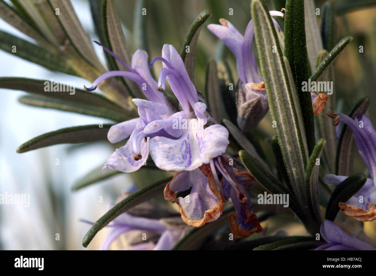 Blüte von Echter su Thymian (Thymus vulgaris) Foto Stock