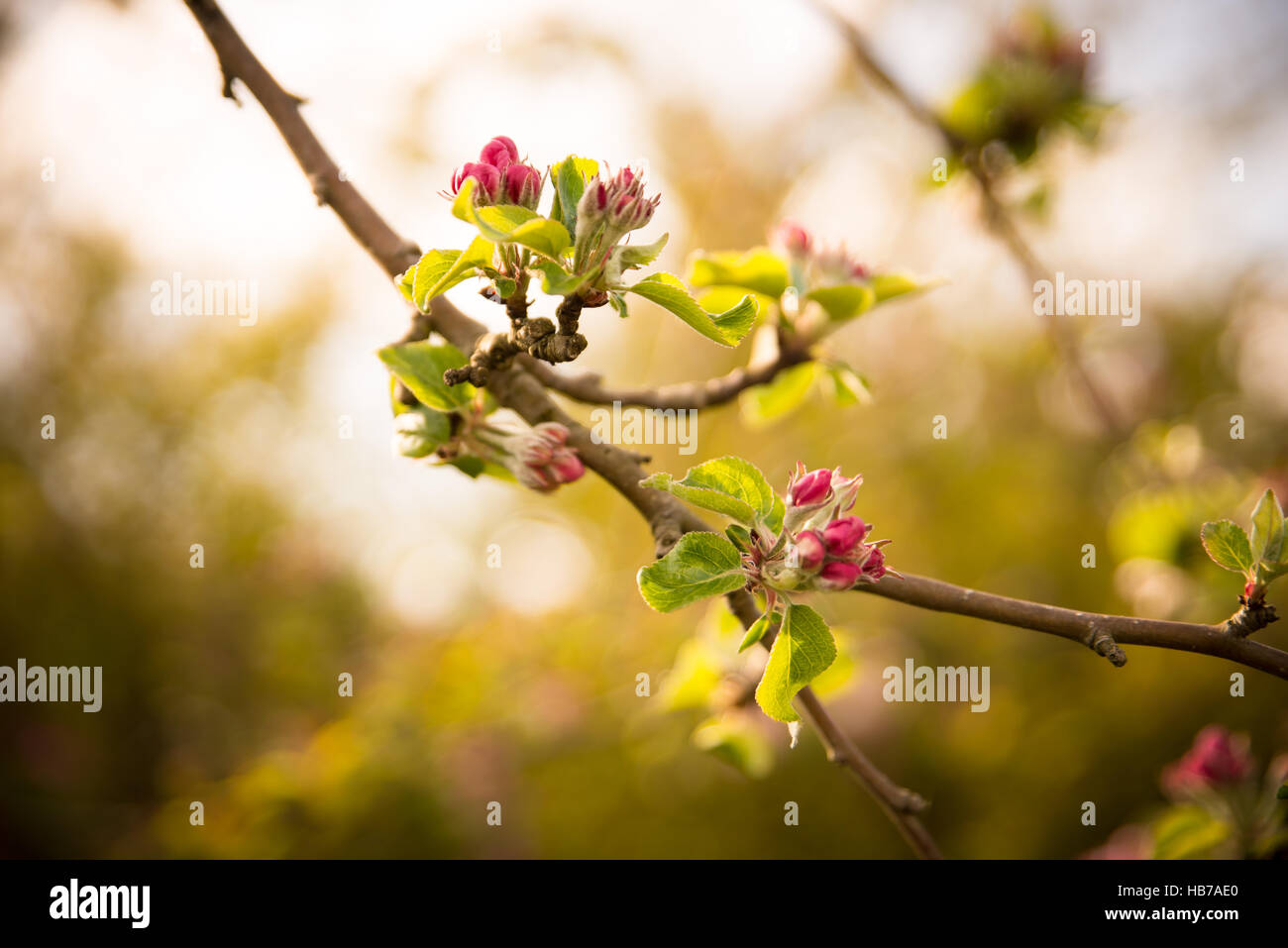 Fioritura ornamentale Foto Stock