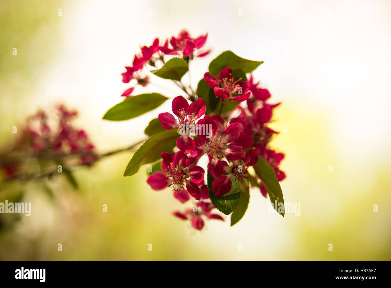 Fioritura ornamentale Foto Stock