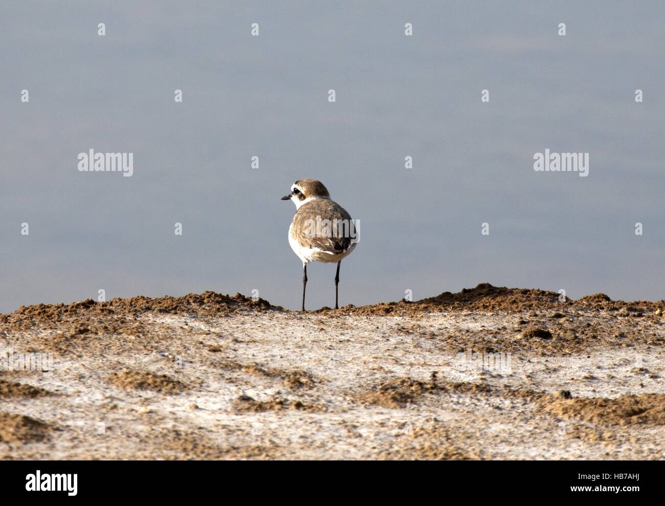 Charadrius alexandrinus Foto Stock