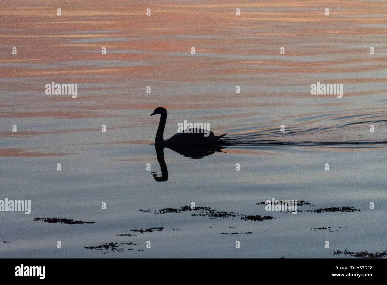 Swan riflesso specchiato in acqua al tramonto in acqua calma con alghe marine in primo piano. Foto Stock