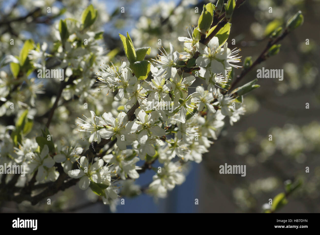 Prunus domestica, Susino Foto Stock