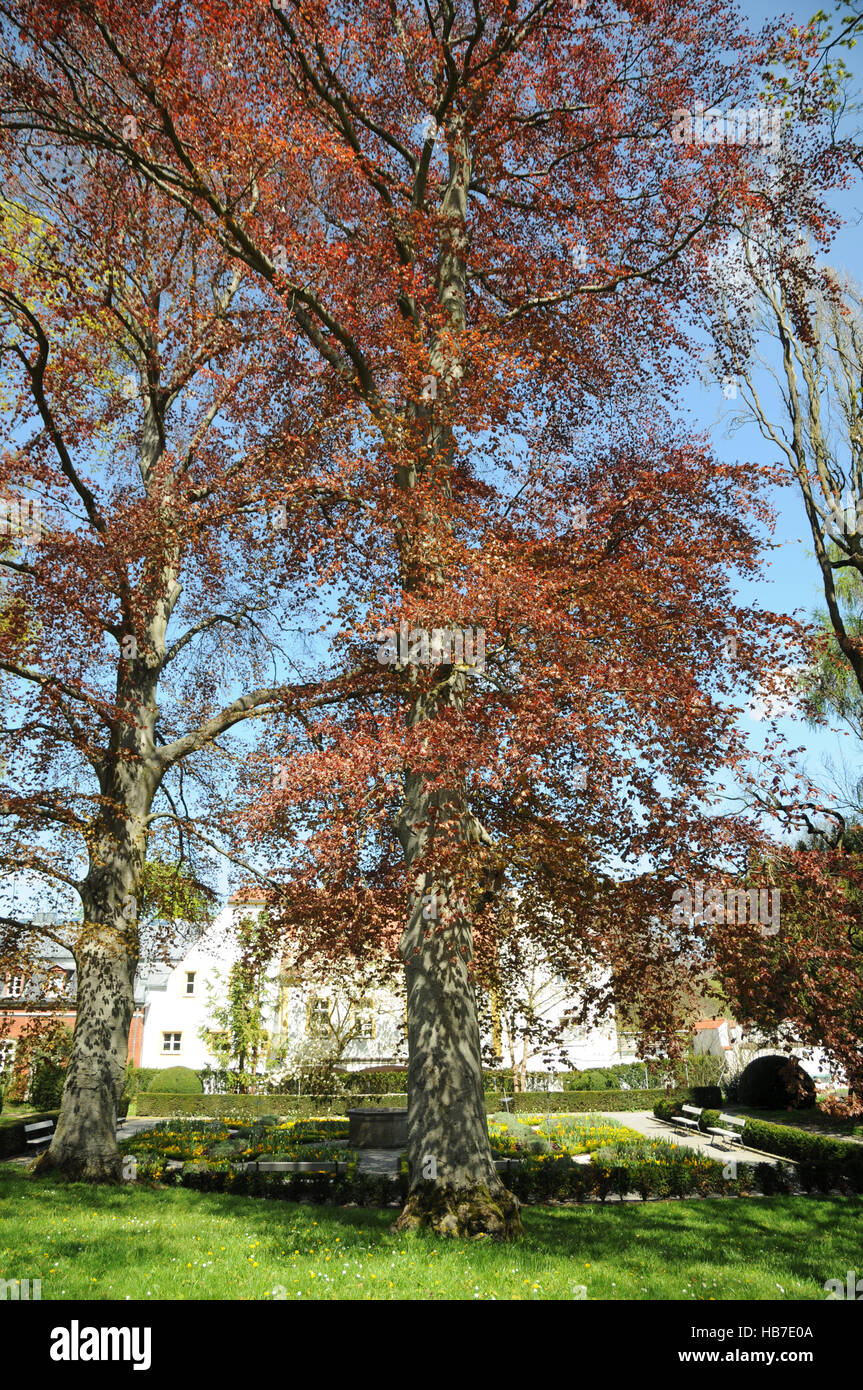 Fagus sylvatica Atropunicea, viola il faggio Foto Stock