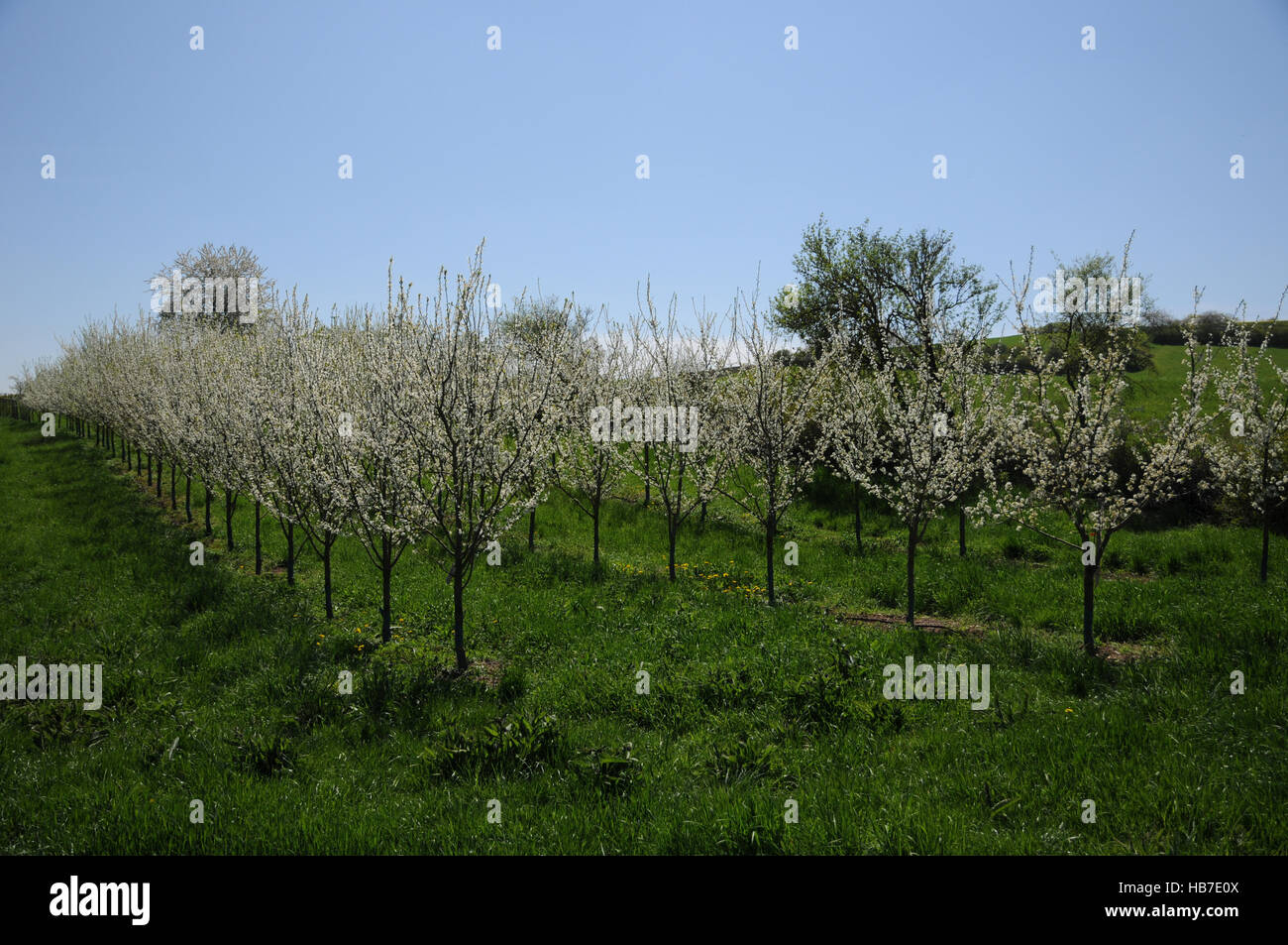 Prunus domestica, susino, azienda frutticola Foto Stock