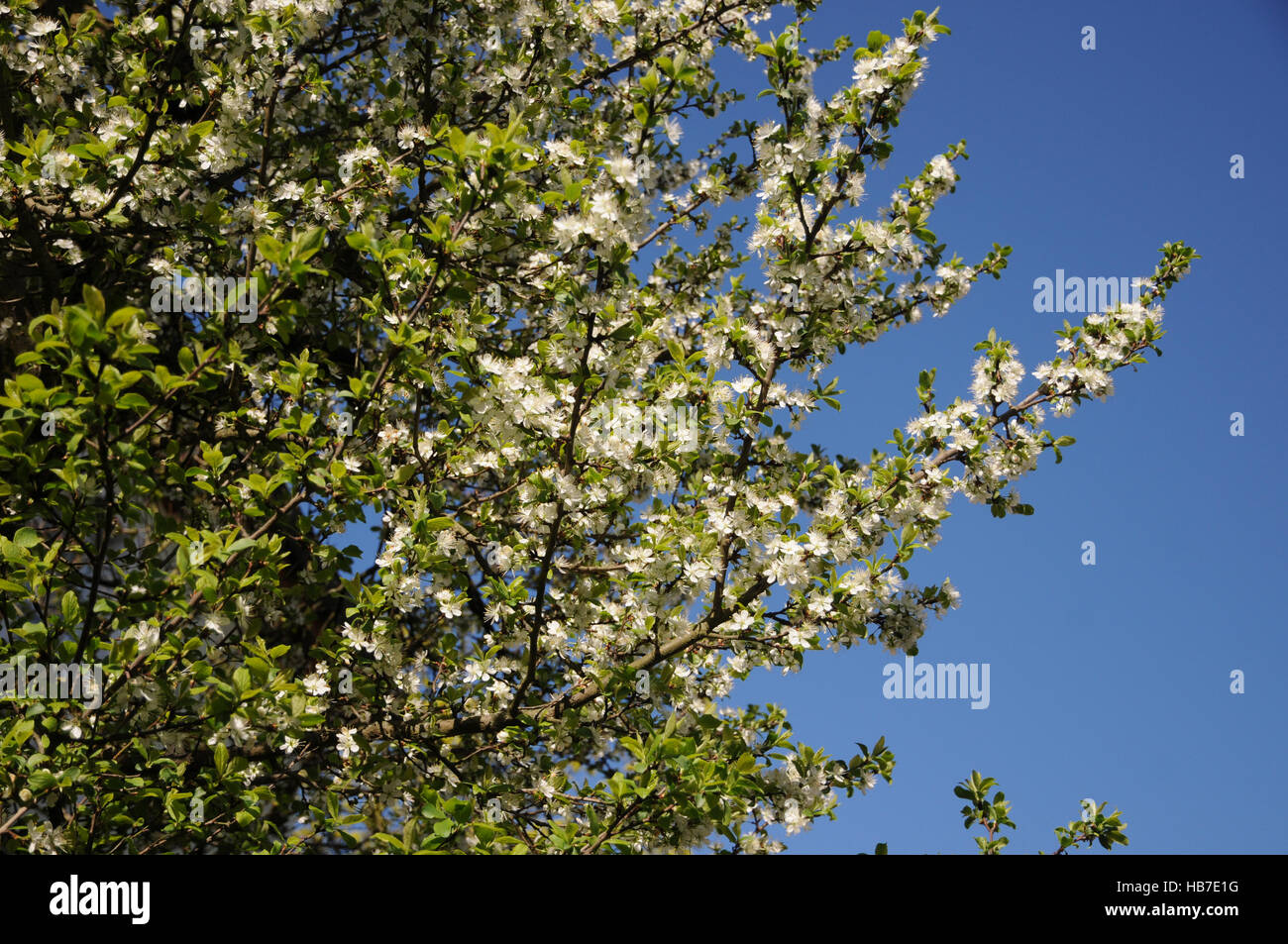 Prunus domestica, Susino Foto Stock