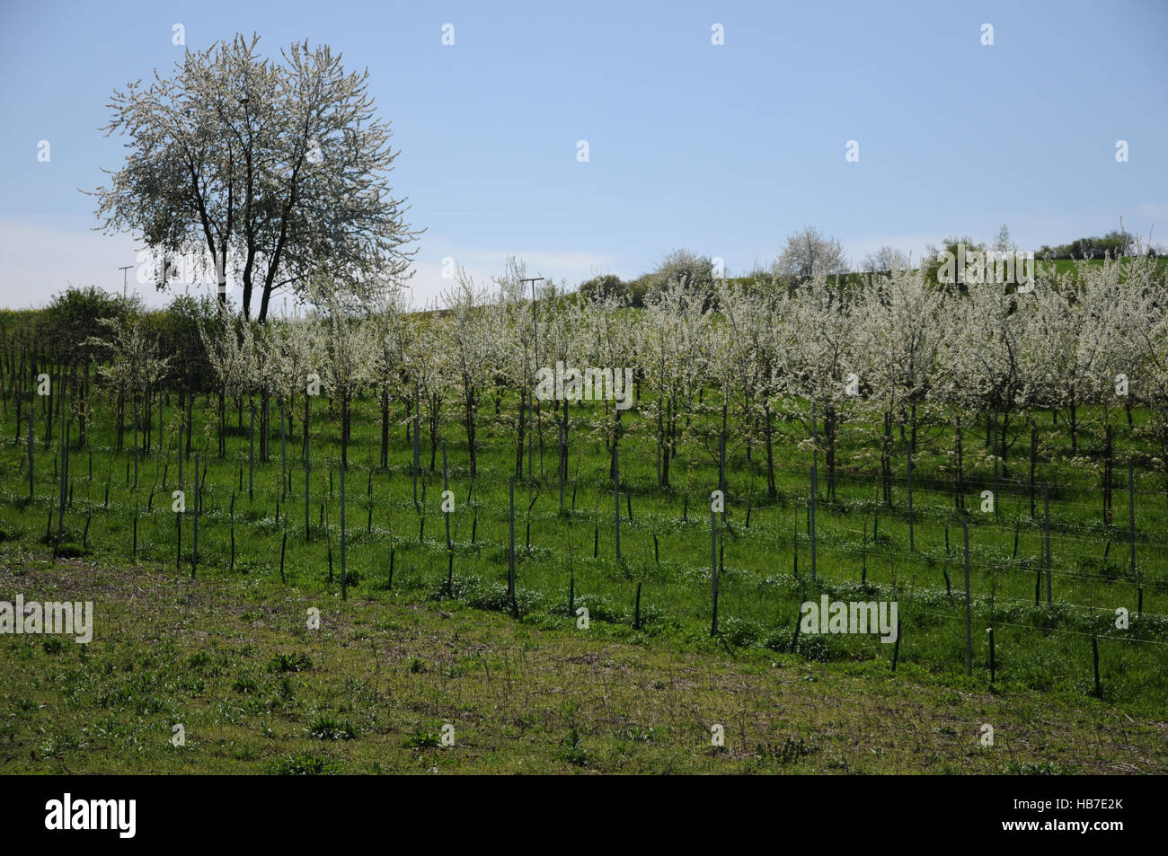 Prunus domestica, susino, azienda frutticola Foto Stock
