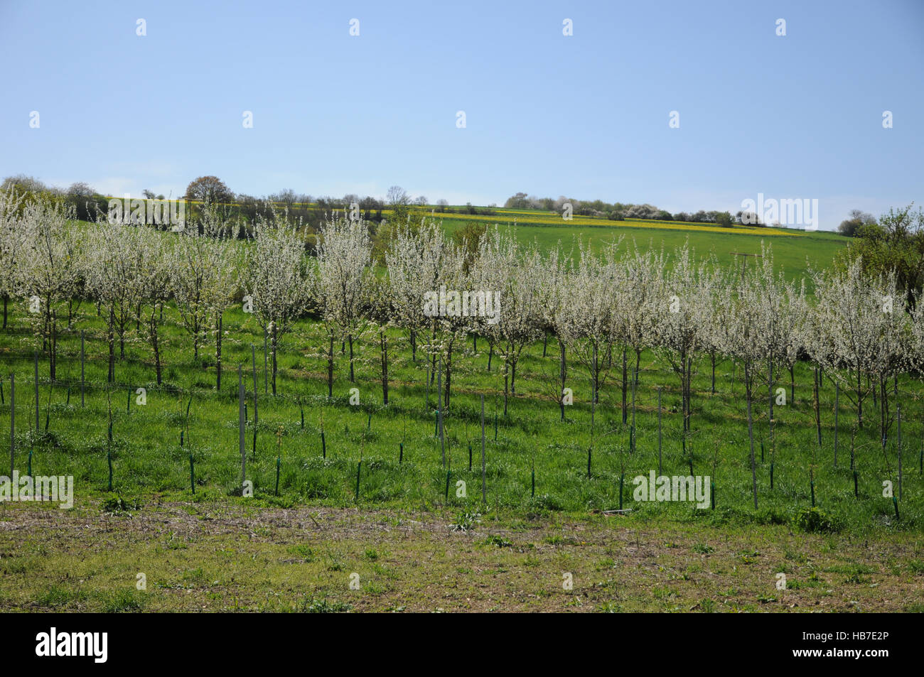 Prunus domestica, susino, azienda frutticola Foto Stock
