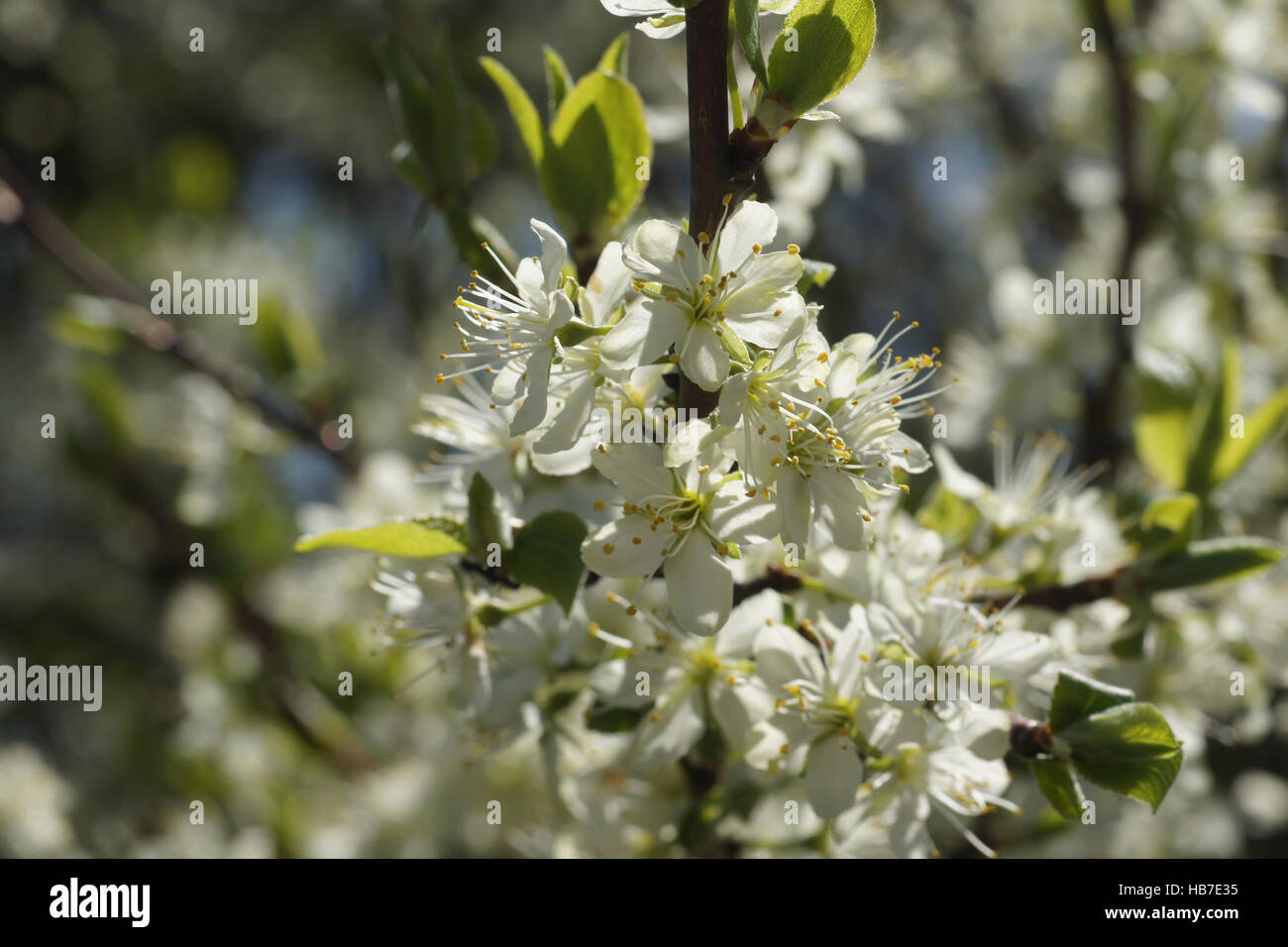 Prunus domestica, Susino Foto Stock