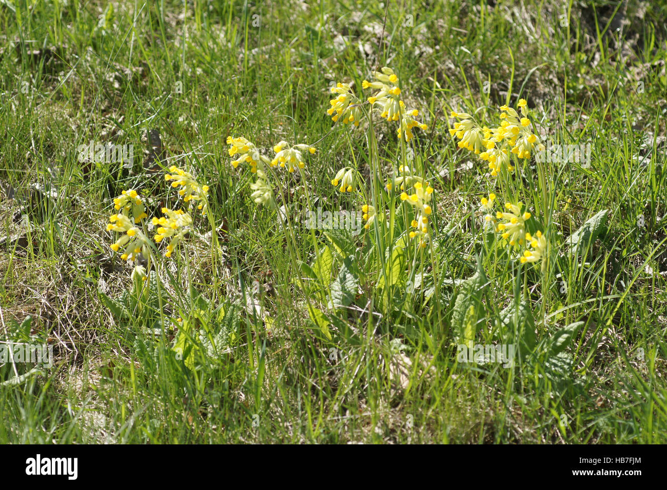 Primula veris, Cowslip Foto Stock