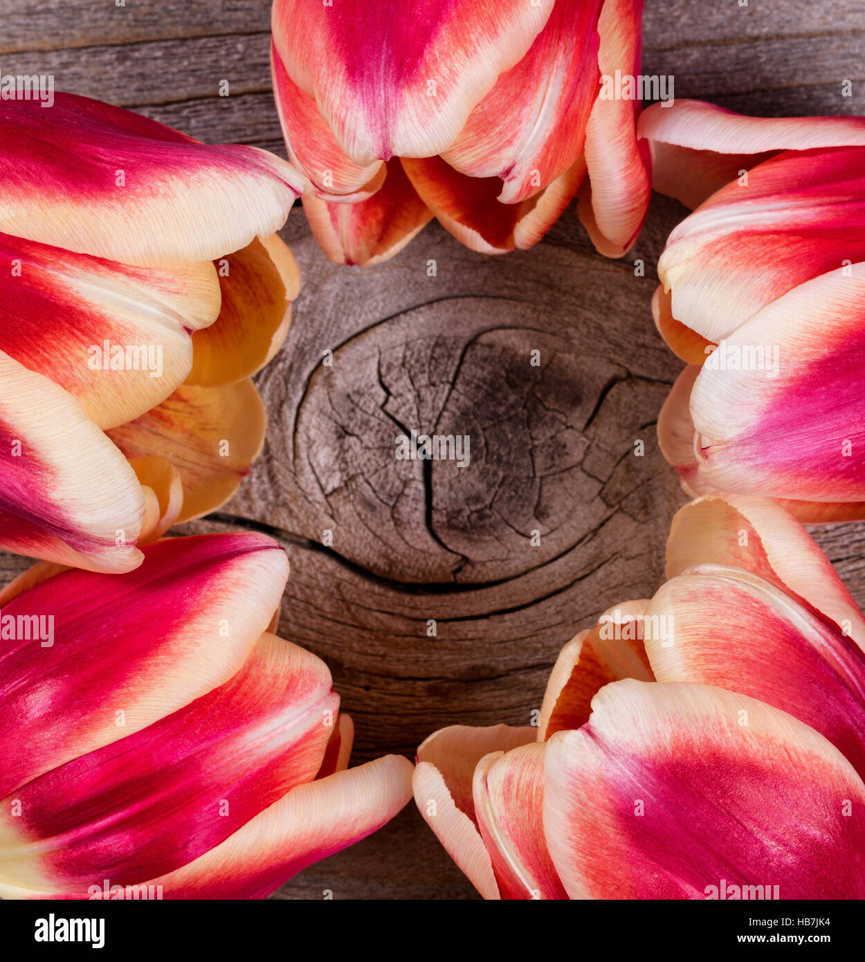 I tulipani formando cerchio sul legno invecchiato Foto Stock