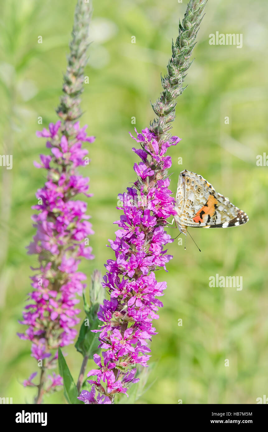 Giglio selvatico con farfalla / Burgenland Foto Stock