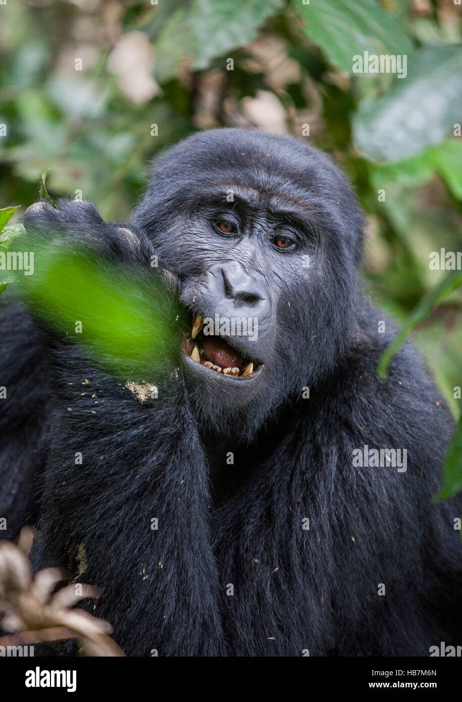 Gorilla di Montagna rosicchia su un ramo. Foto Stock