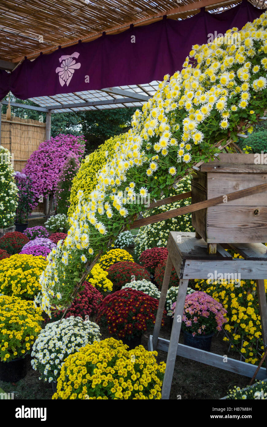 Crisantemi in autunno Foto Stock