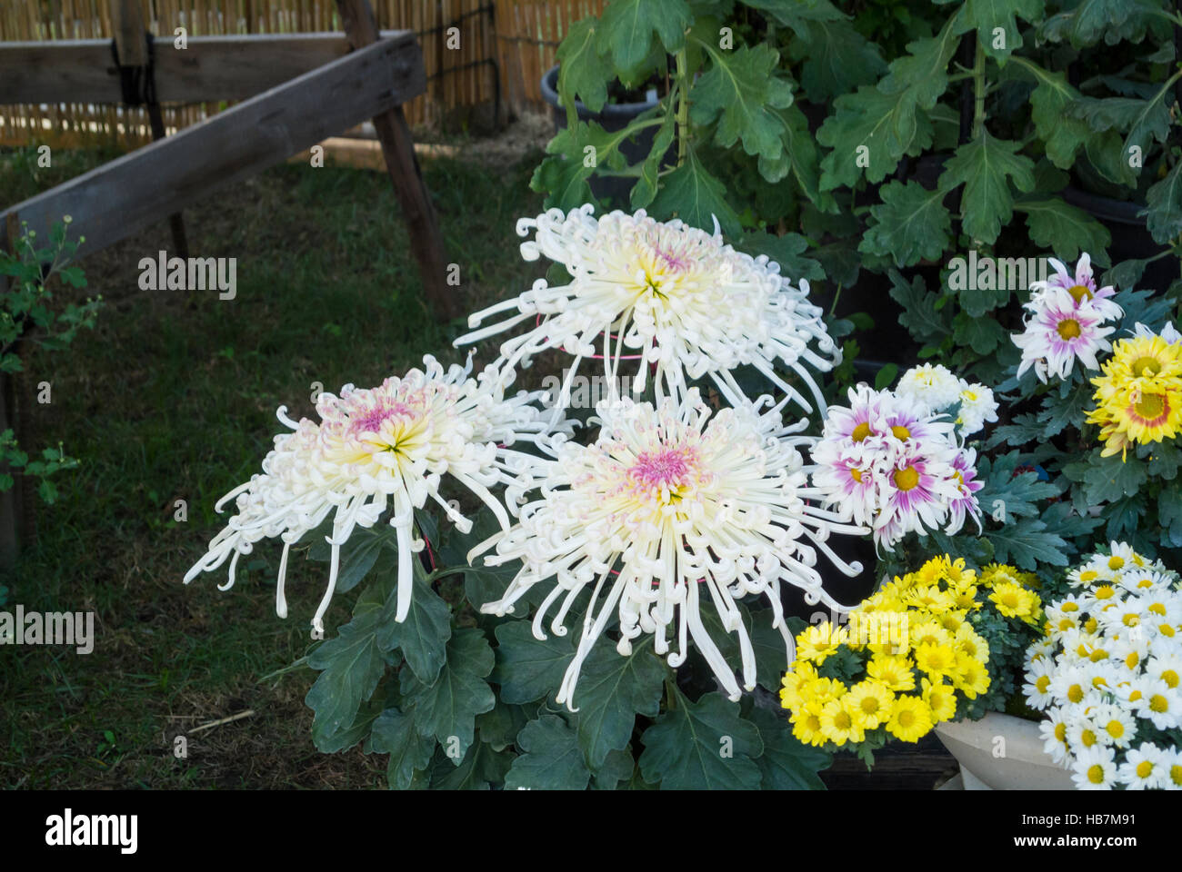 La mostra dei fiori di crisantemi in autunno, Giappone Foto Stock