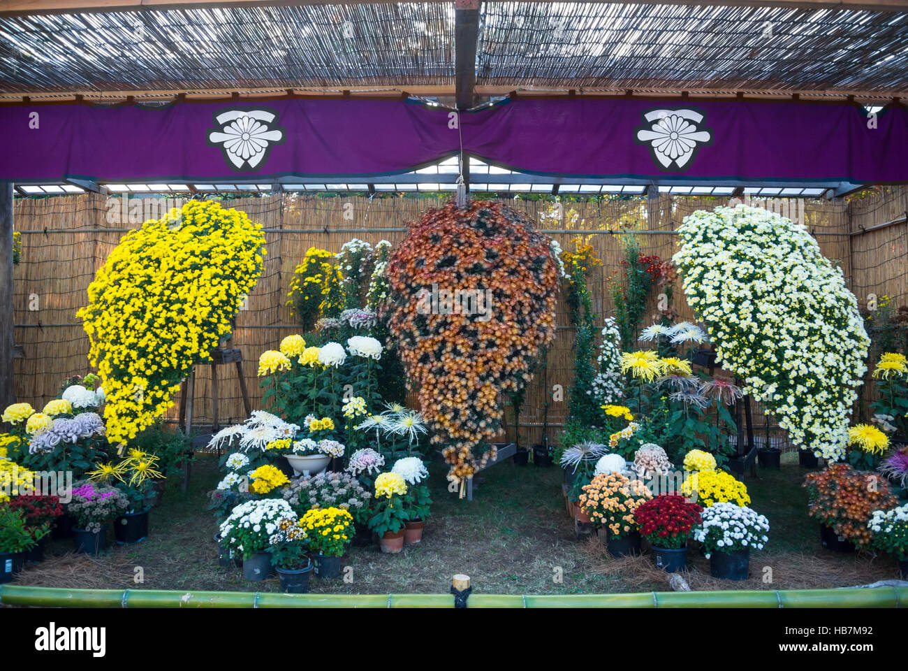 Crisantemi in autunno Foto Stock