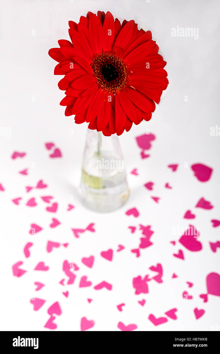 San Valentino concetto. Cuore rosso forma. rosso fiore di gerbera in un vaso. White backround. Messa a fuoco selettiva. Foto Stock