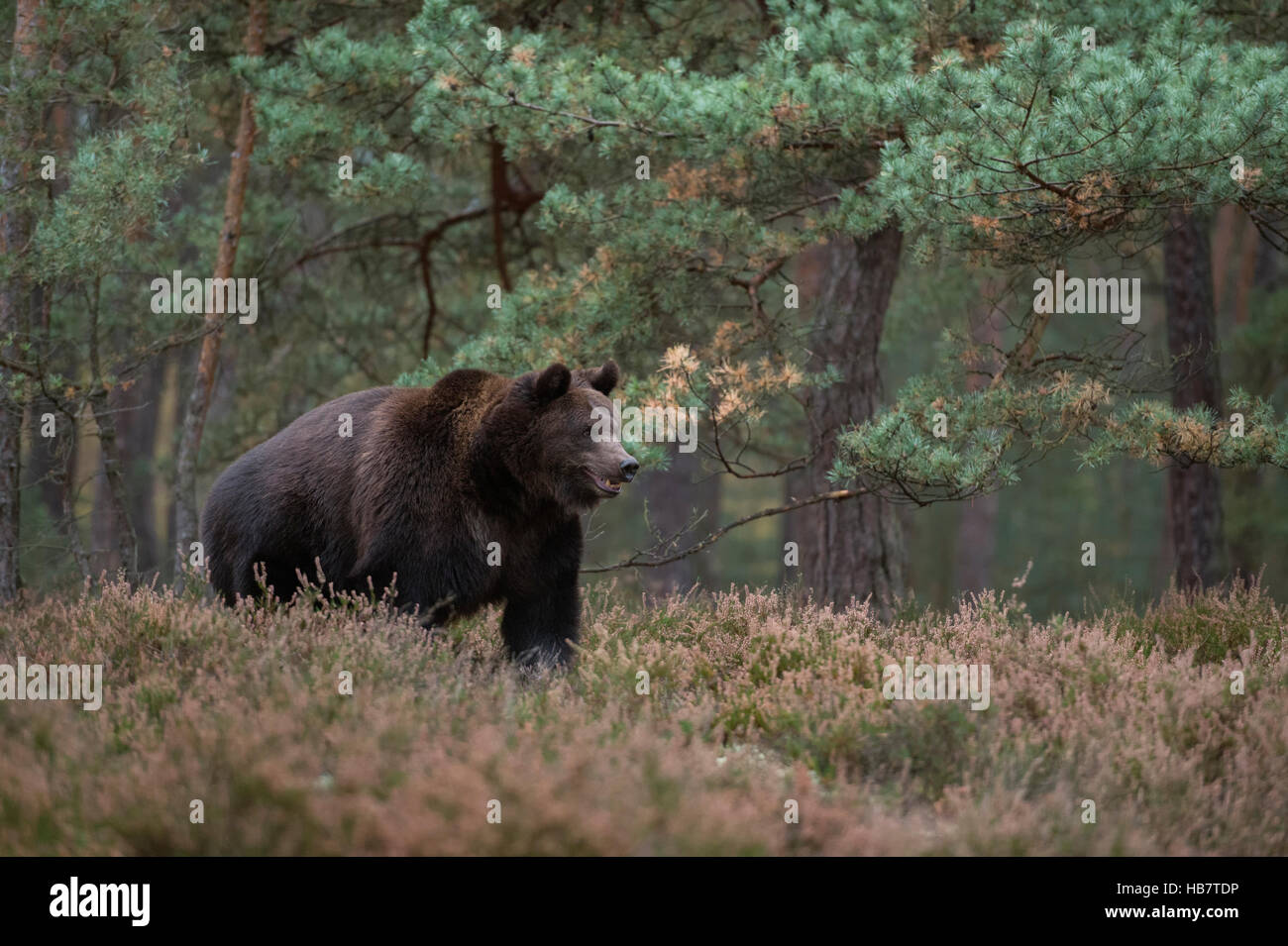 Orso bruno europeo / Braunbaer ( Ursus arctos ), adulto forte e potente, in piedi su una radura nel mezzo di una foresta in macchia, in Europa. Foto Stock