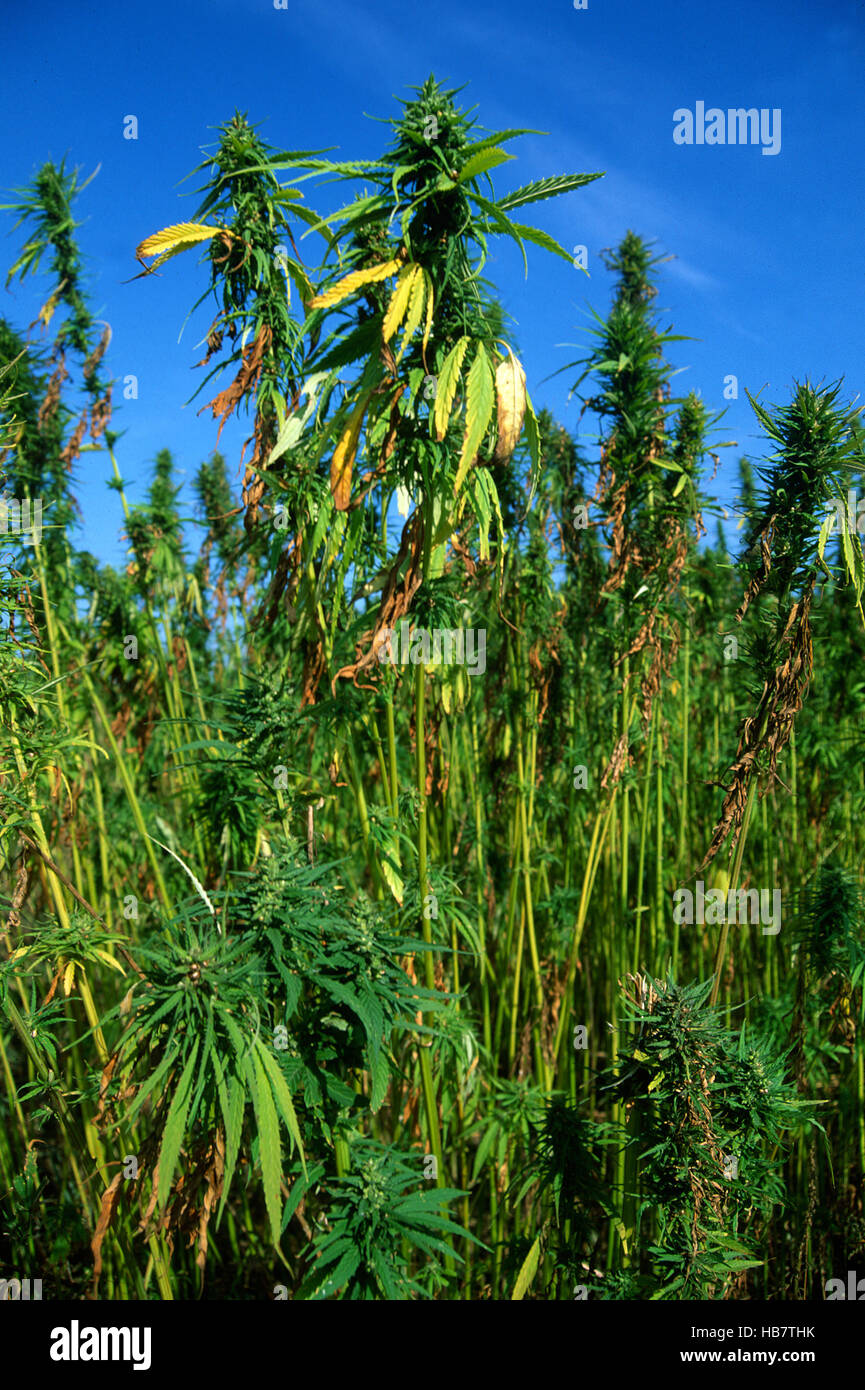 La canapa, cannabis sativa Foto Stock