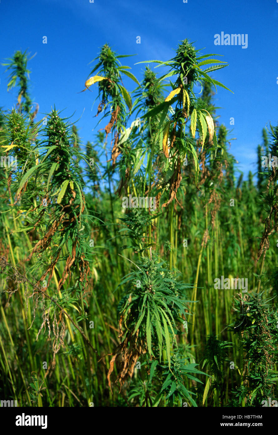 La canapa, cannabis sativa Foto Stock