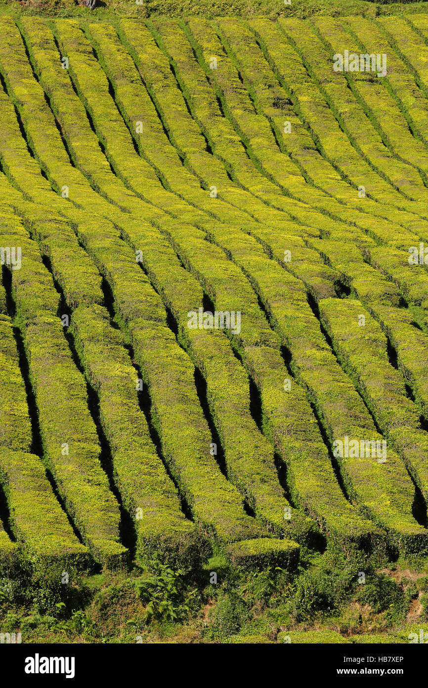 La piantagione di tè in Sao Miguel island, Azzorre Foto Stock
